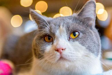 《英灵神殿》获《暗黑破坏神：不朽》风格8K地图